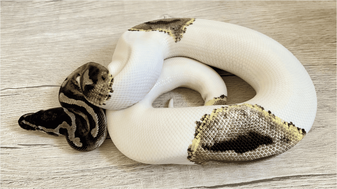 ボールパイソンは初心者でも飼える？性格・飼育環境・餌の基本を解説
