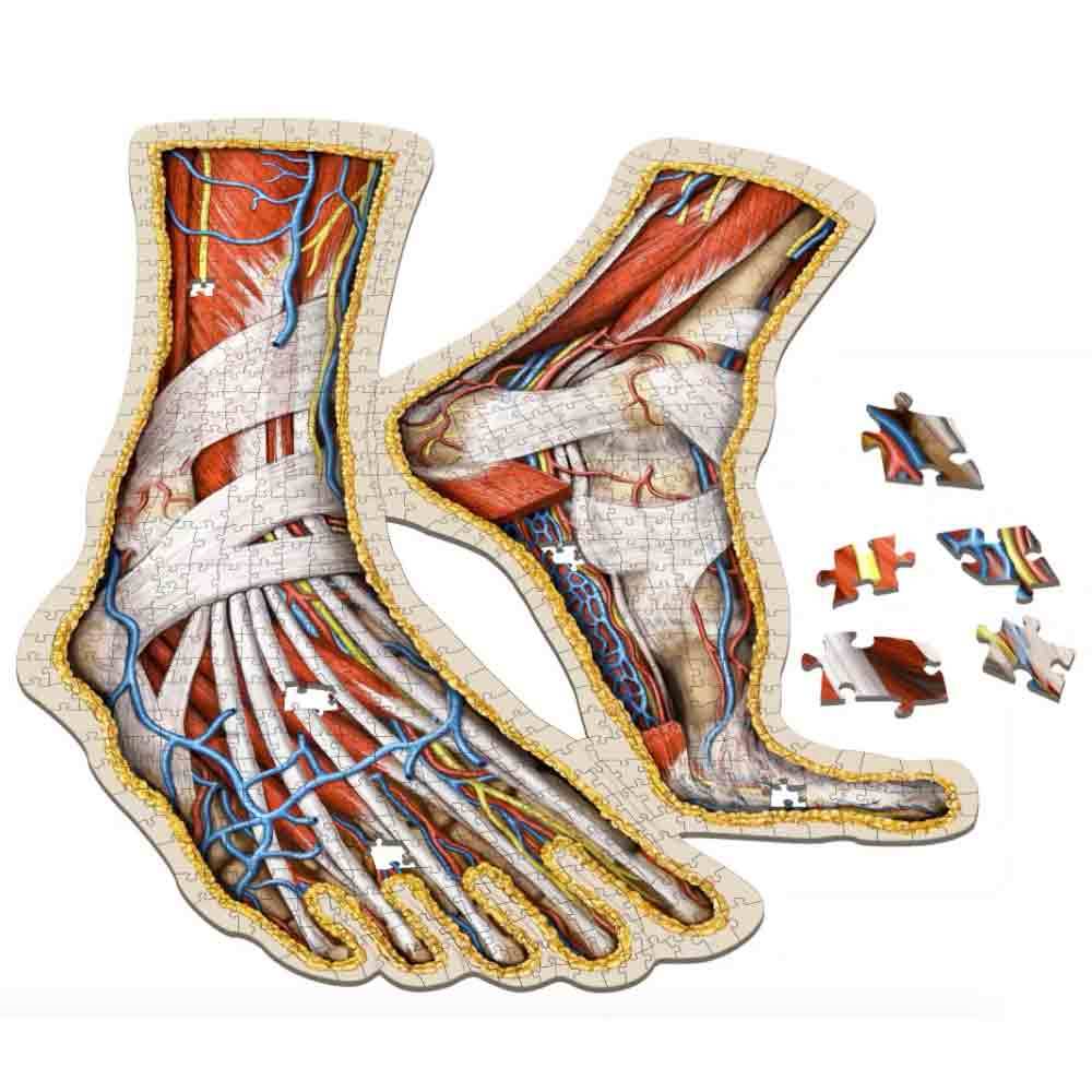 Dr. Livingston's Unique Shaped Anatomy Puzzles, Life Science