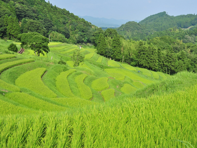 Botanist12日本の原風景「棚田」を愛し守る人々 - NOEVIR BOTANICAL