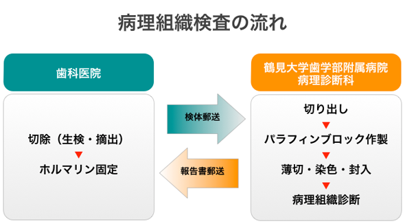 病理組織検査受託について｜鶴見大学・鶴見大学短期大学部
