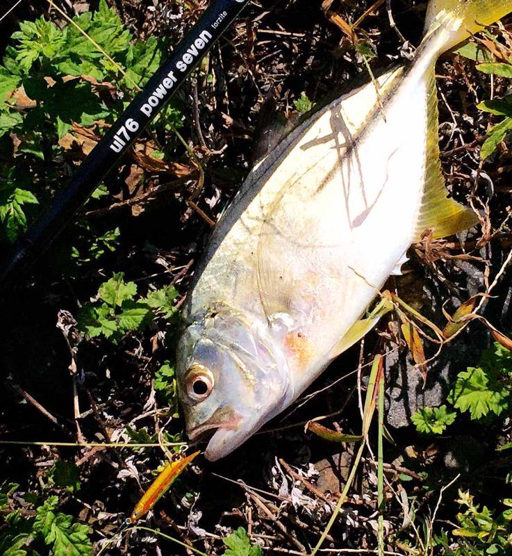 ロッド]Go-Phish ゴーフィッシュ ul-76 P2 torzite（スピニングロッド