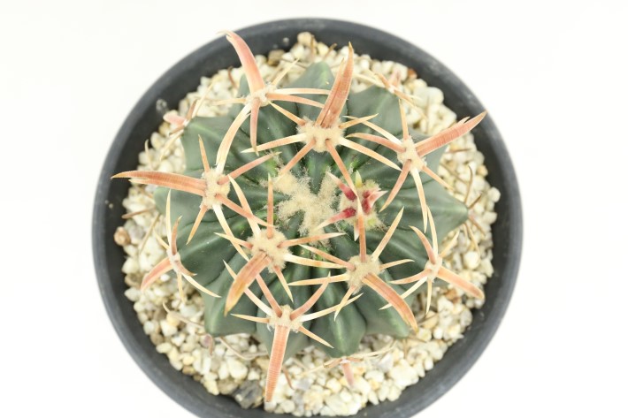 綾波（武蔵）実生 A3703☆ホマロケファラ サボテン☆「送料無料」浦部