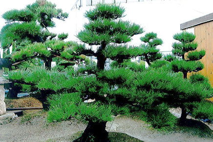 日本伝統樹木 | 大阪府堺市で植木の生産販売の【植忠】で取り扱う黒松