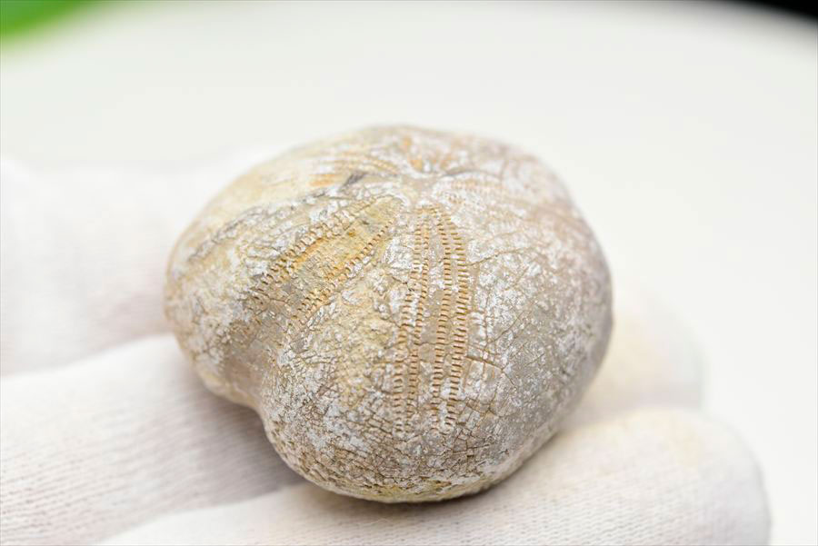 ウニの化石 モロッコ産｜ブンブク目｜棘皮動物｜ハートウニ｜ミクラスター