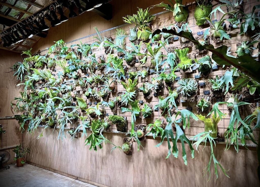 KYOTO SHOWROOM】7月オープン 15日・27日・28日 - ビカクシダ vandaka