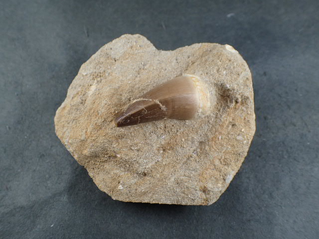 モササウルスの歯 ｜石の販売専門店【vec stone club】