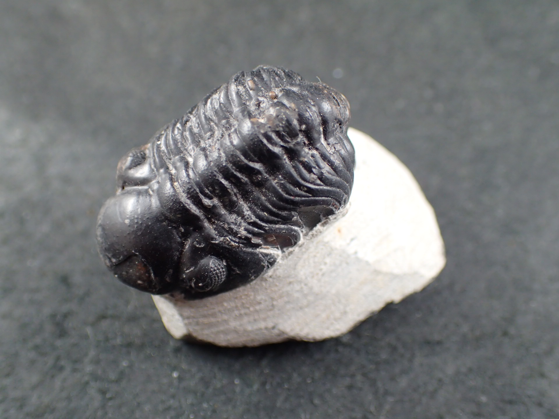 三葉虫 化石（Trilobite Fossil)（学名 ： Phacoida.sp） 時代
