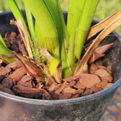 やましち山野草店 / キンリョウヘン 金稜辺 花芽付き 原種系 赤花 花芽