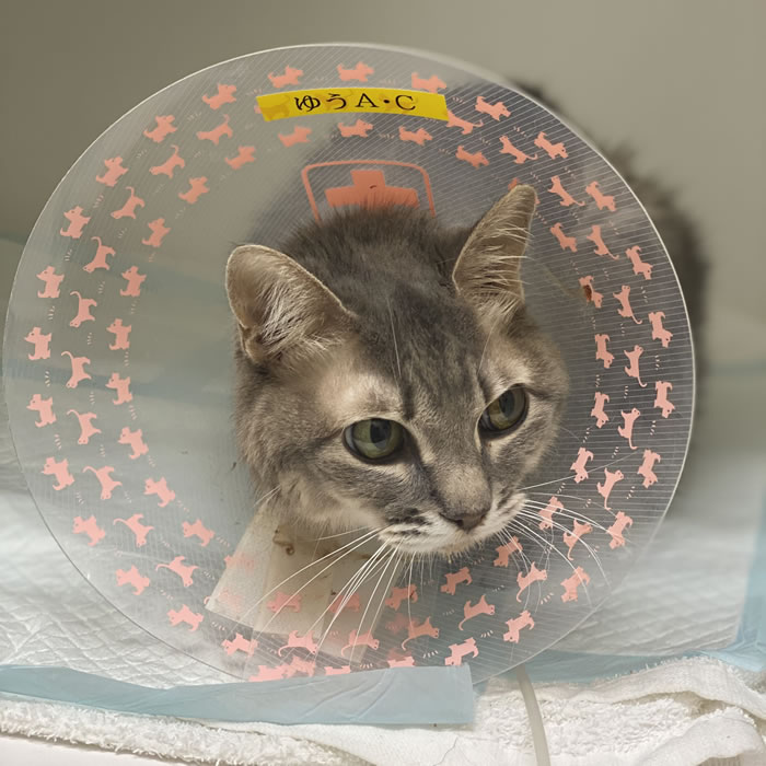 腫瘍科診療｜埼玉県三郷市・吉川市の動物病院｜腫瘍科・FIP治療・循環