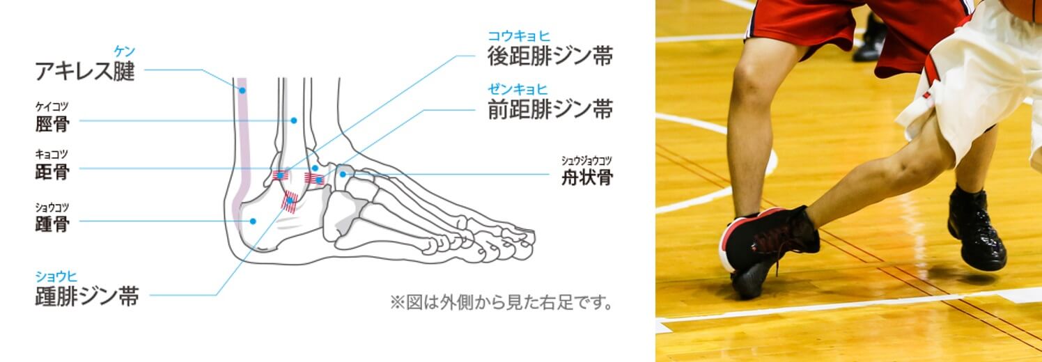 足関節捻挫 ｜SPORTS MEDICINE LIBRARY｜ザムスト（ZAMST）