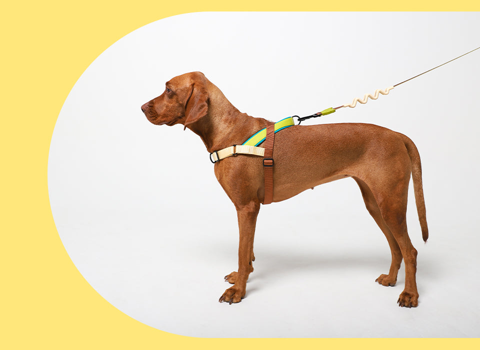 Avocado | SofterWalk Harness – Zee.Dog
