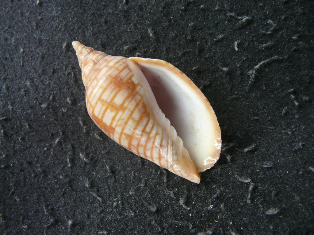 ガクフボラ科｜貝殻標本店「F]