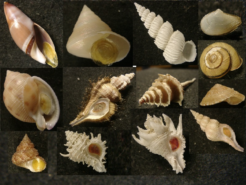 ソデボラ科｜貝殻標本店「F]