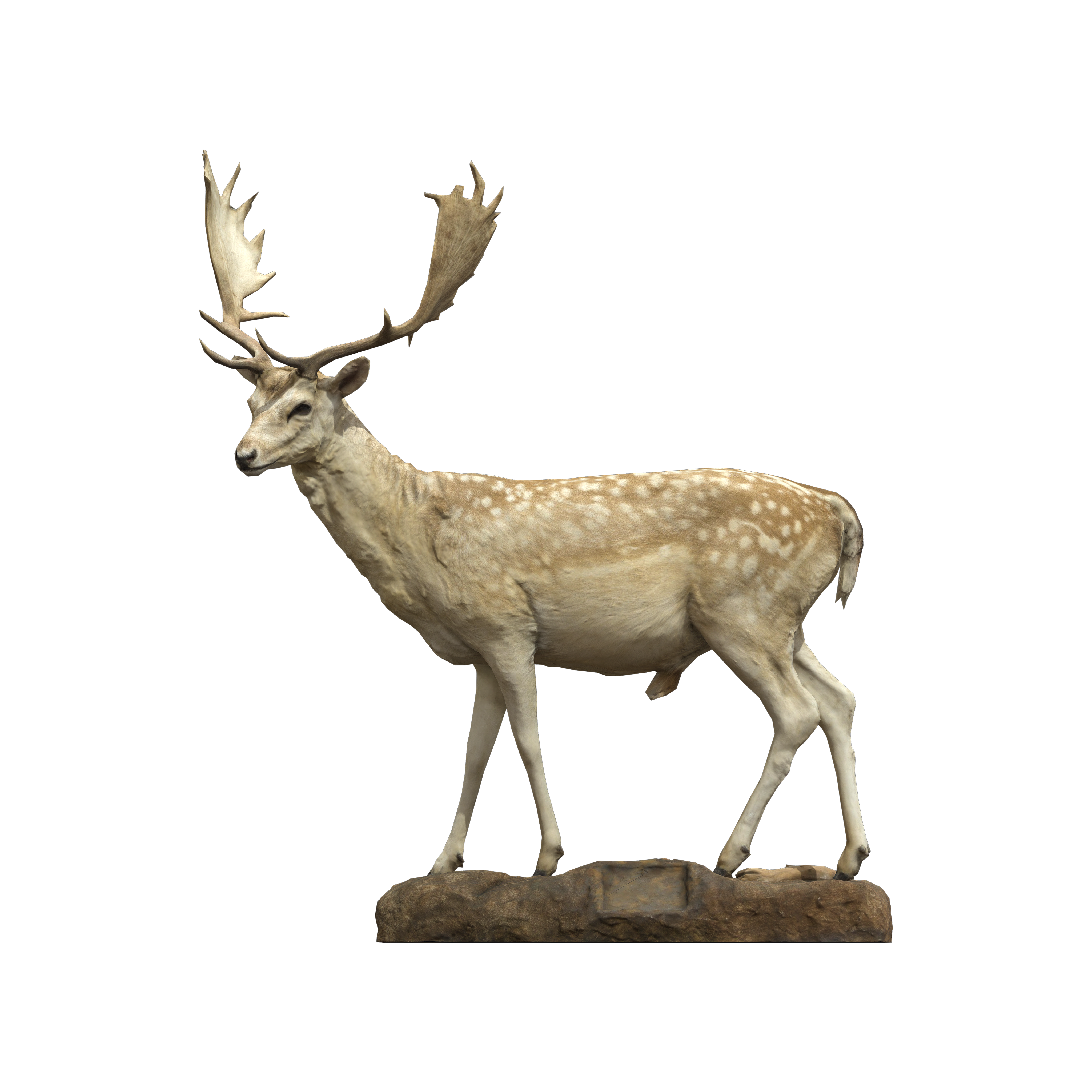 NSMTM32070 | Yoshimoto 3D