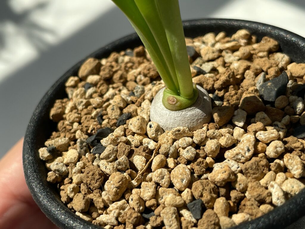 ユーフォルビア・サピニーの育て方】-おーきっどblog