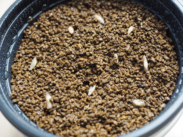 フォークイエリア・ファシクラータ（Fouquieria fasciculata）の実生に