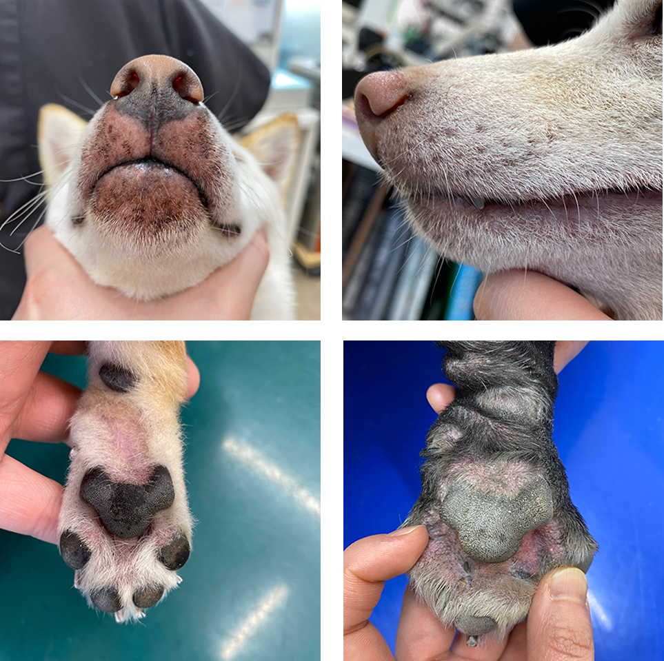 夕やけの丘動物病院 皮膚科専門サイト