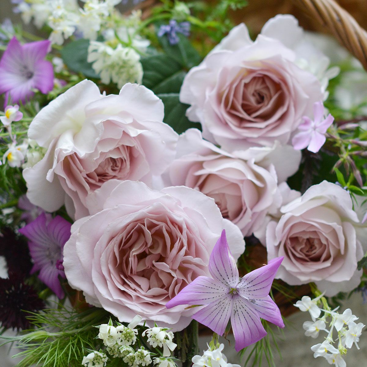 予約苗 バラ苗 【タフタ】 (新苗) シュラブ 半つる性 四季咲き 中輪