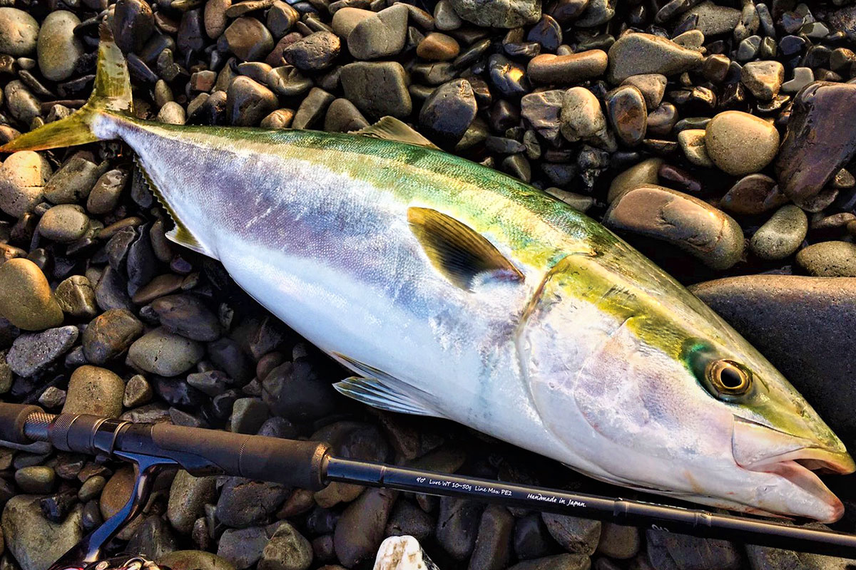 PLAISIR ANSWER - ZENAQ(ゼナック) | オフィシャルサイト