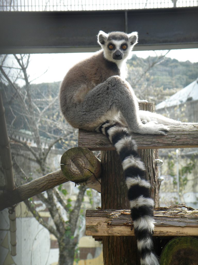 ワオキツネザル | | 京都市動物園