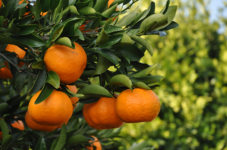 ZRATTO!しずおか ｜ かんきつ類