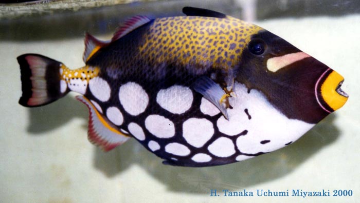 モンガラカワハギ(2000.08.01) - WEB魚図鑑