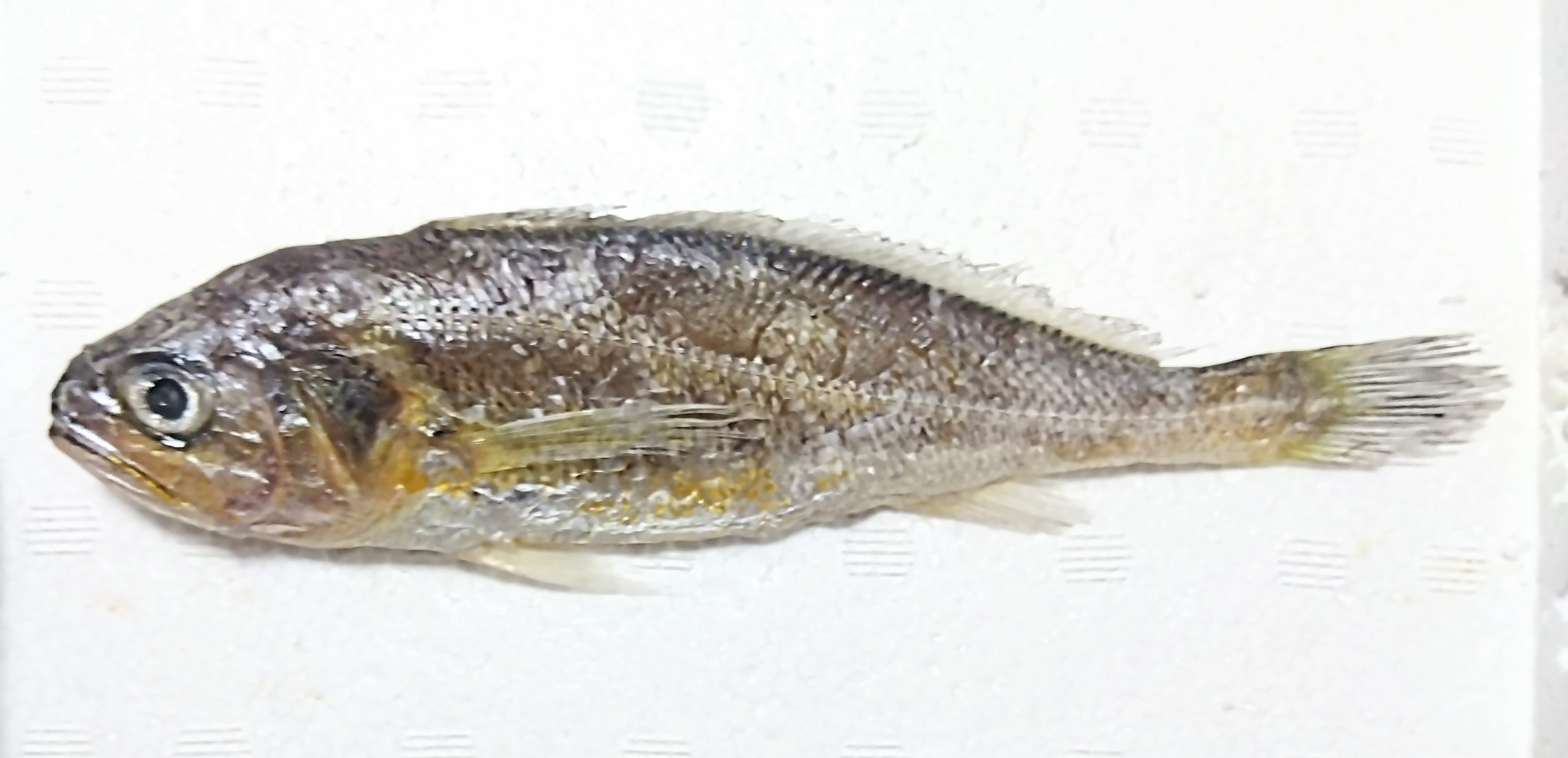 キグチ(2024.06.27) - WEB魚図鑑