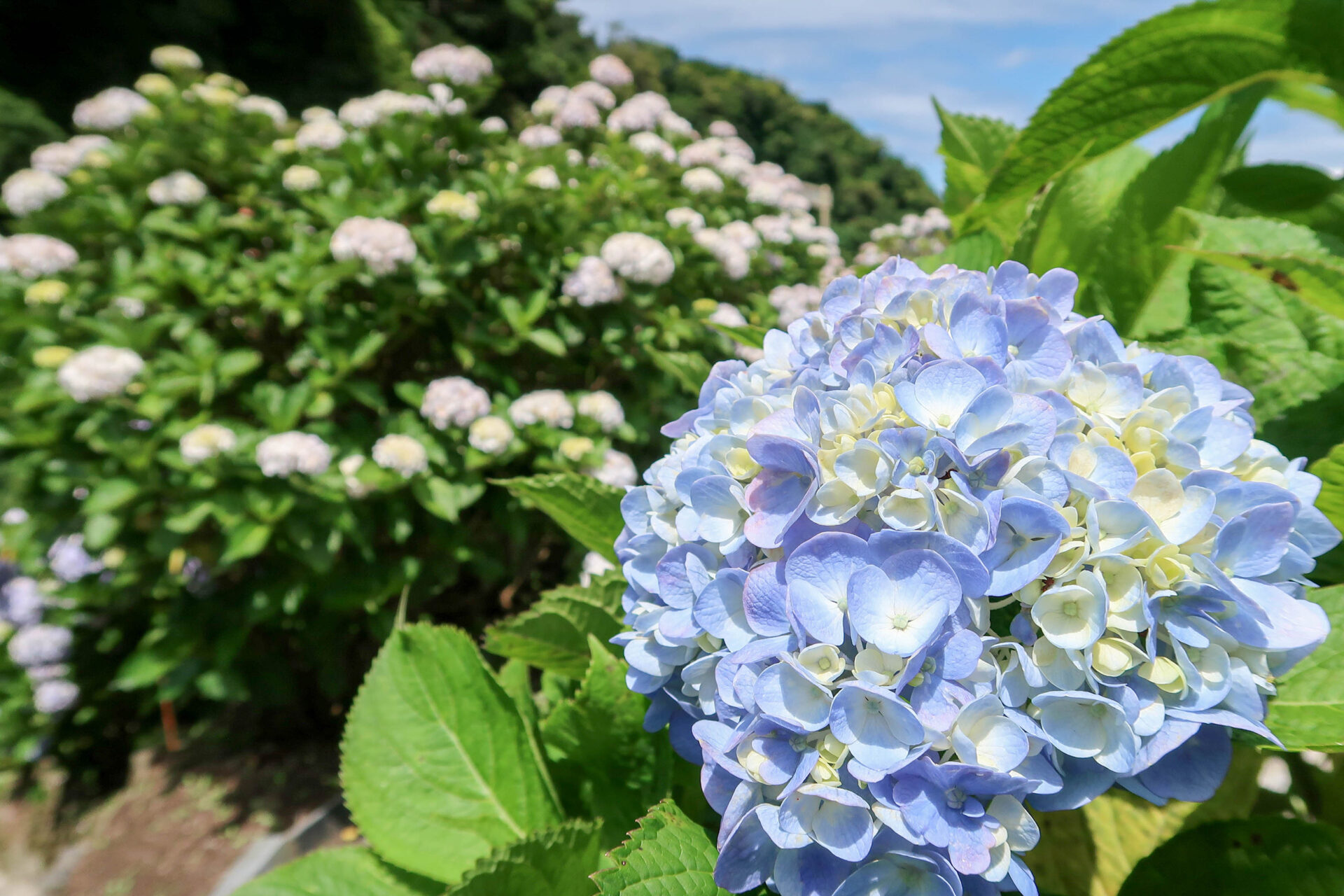 鹿児島の「紫陽花（あじさい）スポット」。多彩な紫陽花を楽しめる名所