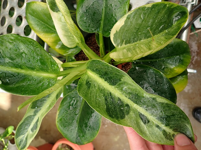 フィロデンドロン グリーンプリンセス 斑入り | 希少植物の販売