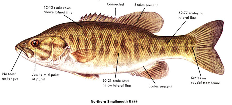 6種5亜種のブラックバスの種類」全ての種類を完全解説! | 釣りたいバス