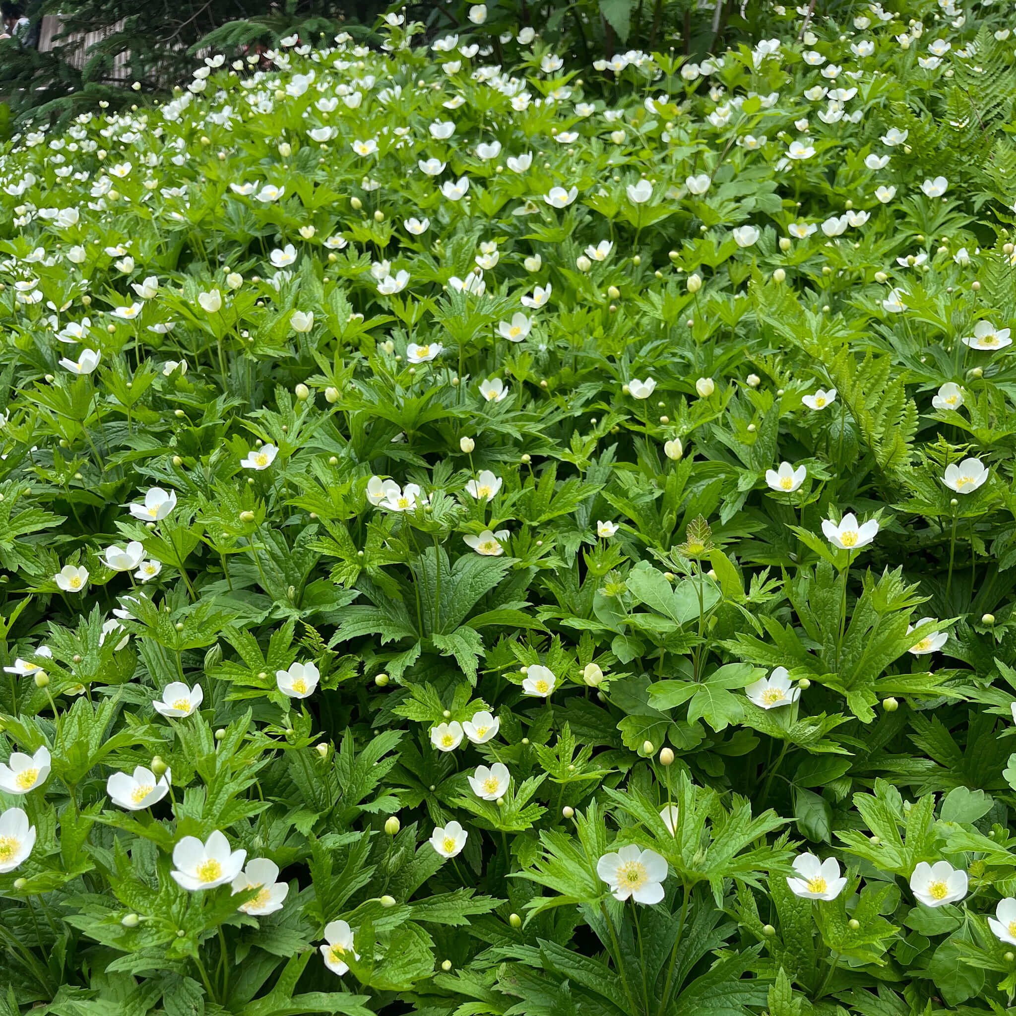 Canada Anemone Seeds - Anemonastrum canadense