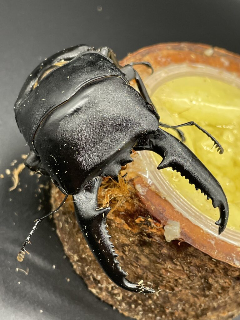 パラワンオオヒラタクワガタ飼育記録 ボトル1本目投入まで | クワカブ