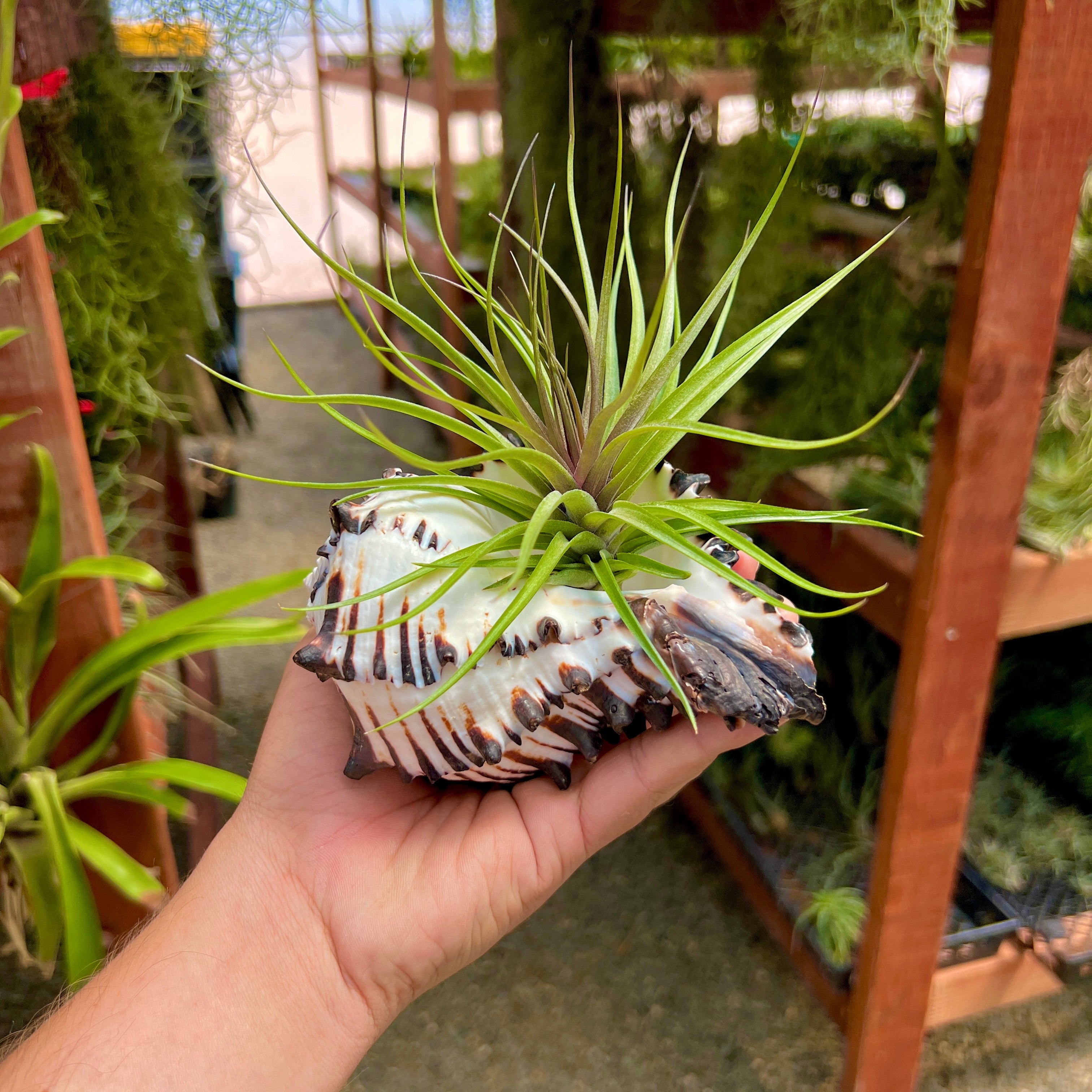Zebra Murex Shell Large + Air Plant – Air Plant Hub