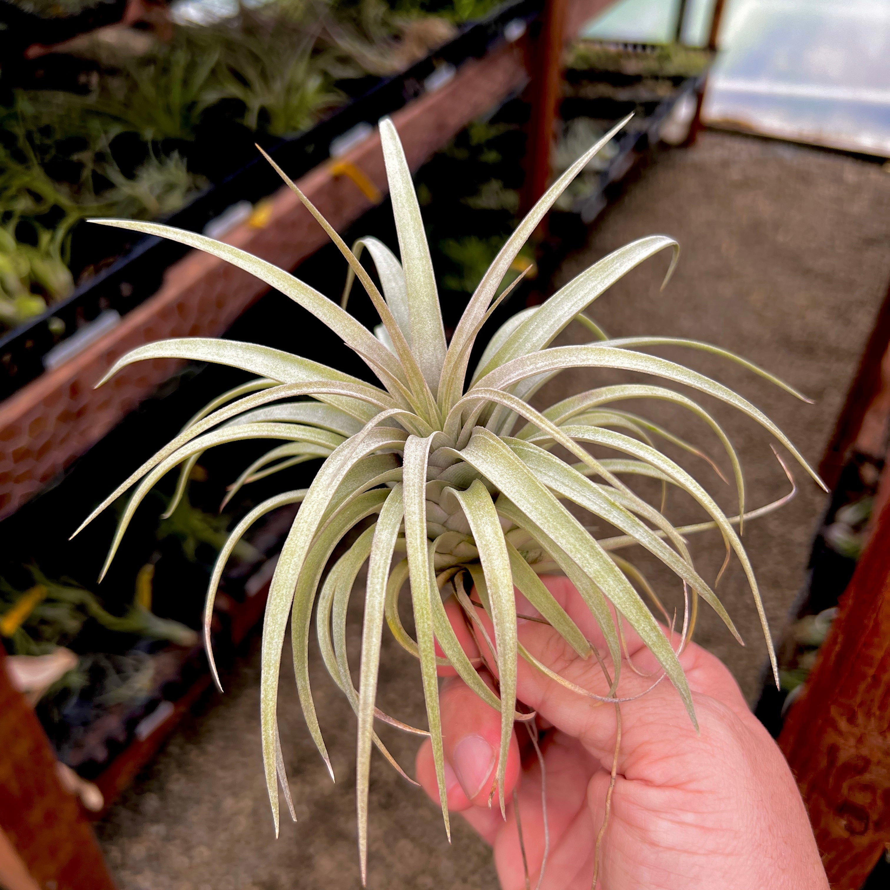 Mima v Chilitensis – Air Plant Hub