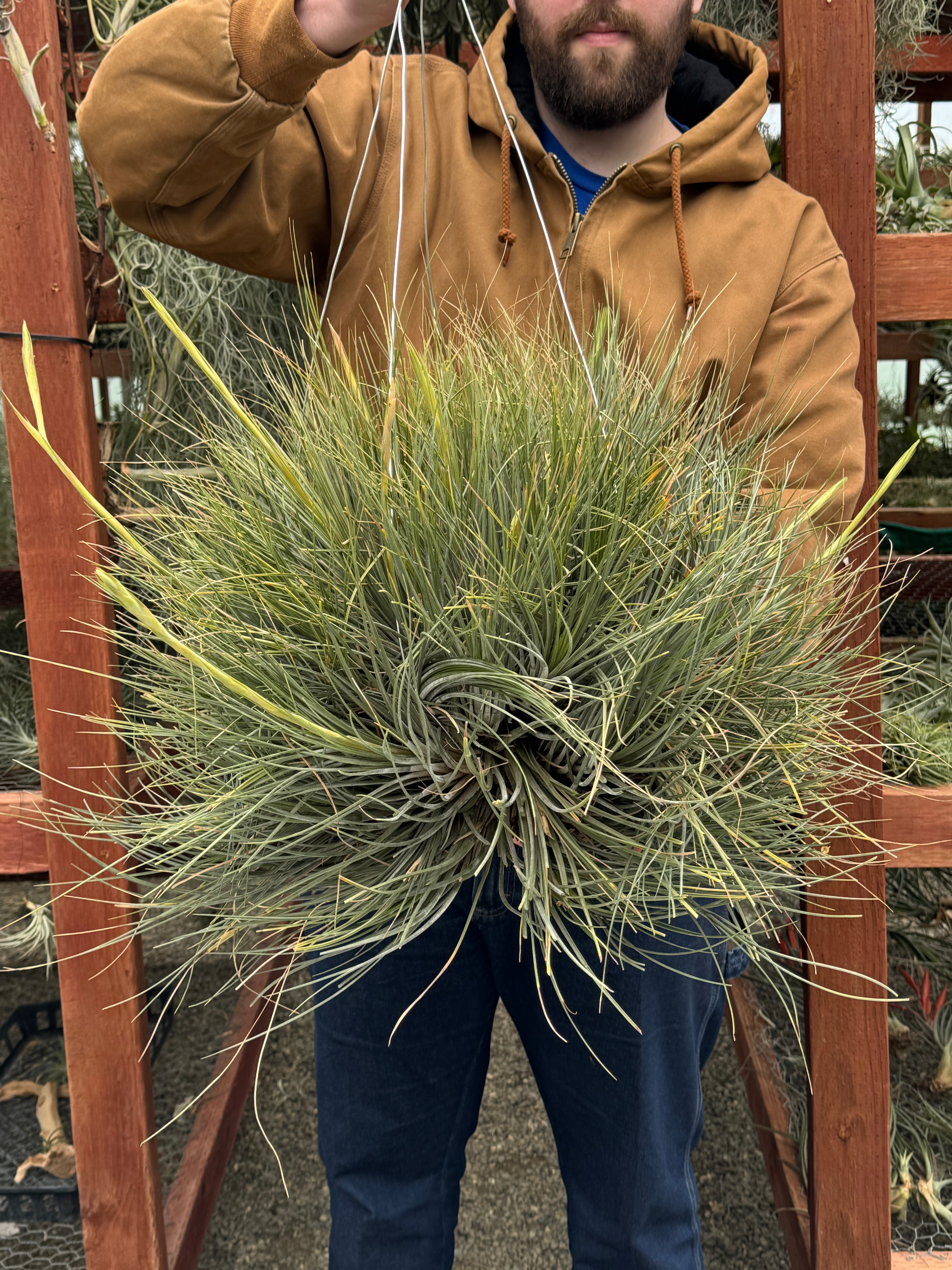 コレクターズスペシャル(2018/11/23更新) – Air Plant Hub