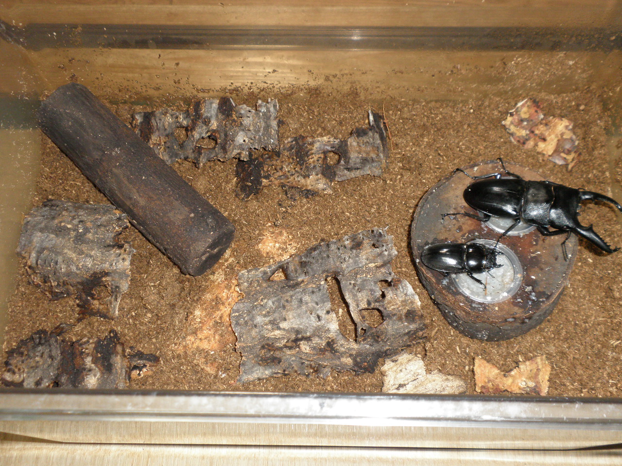 パラワンオオヒラタとスマトラオオヒラタ、産卵セットよりメスの取り出し