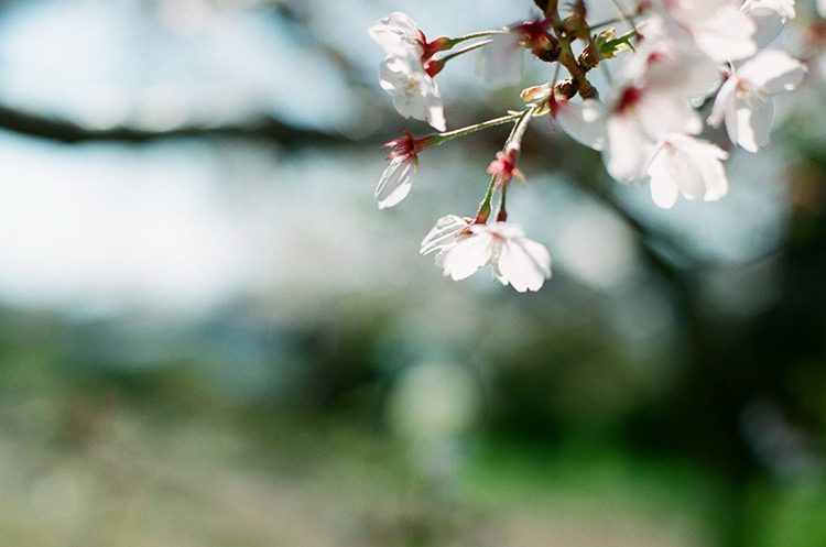 はじめて使ったオールドレンズは神レンズ】Carl Zeiss Planar T* 50mm