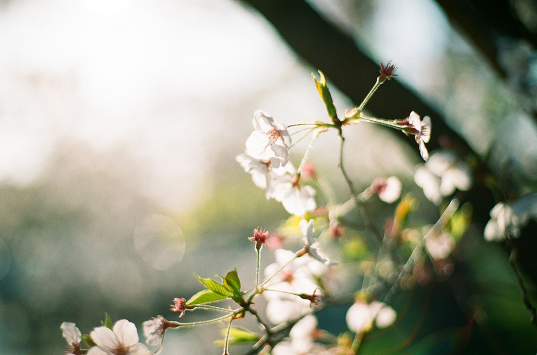 神オールドレンズ】「CONTAX Planar T* 50mm F1.4 MMJ」フィルムカメラ