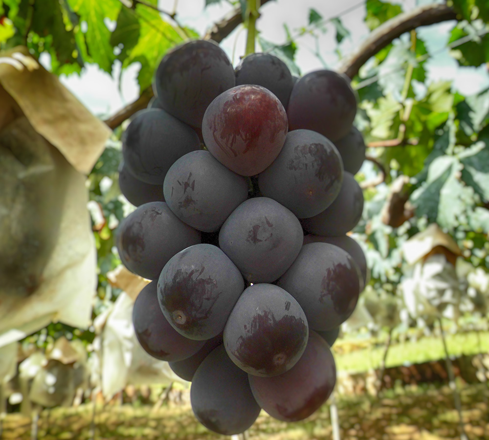 特選ピオーネ|種無し - 山梨桃とぶどう通販｜雨宮ファーム公式通販