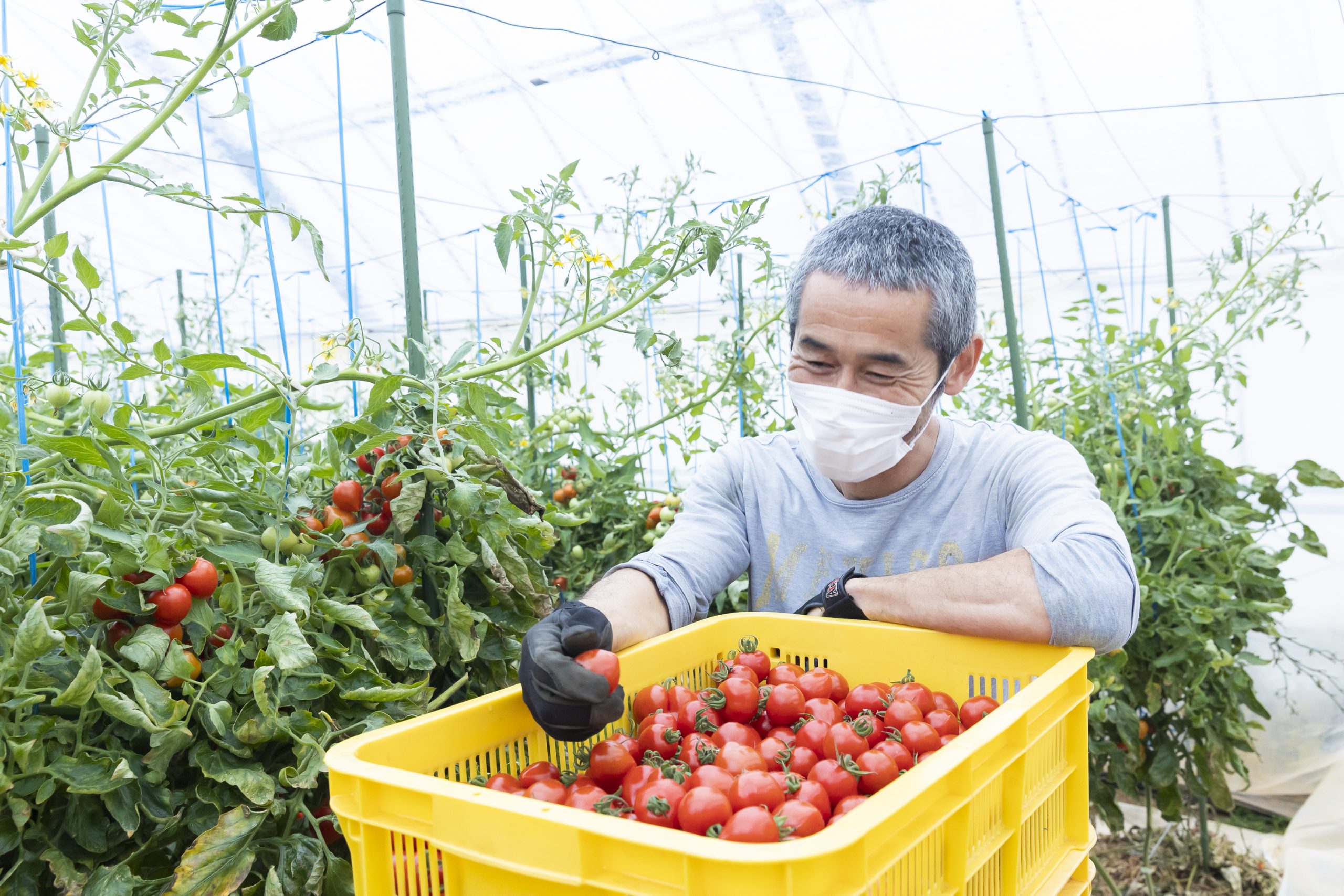 八島さんファミリーの“トマト愛”に、甘さで応える色とりどりのトマト達