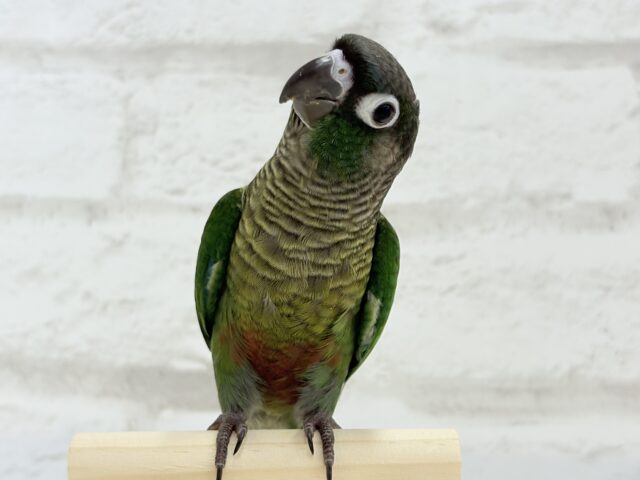 最新画像更新🪄】可愛すぎてる…♥ウロコインコ(ノーマル)