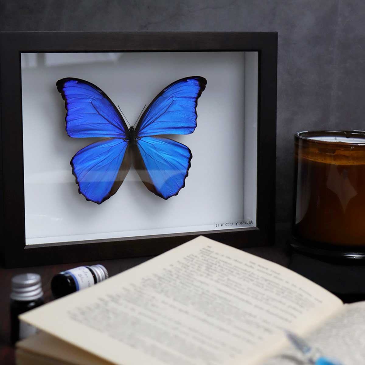 中型ドイツ箱 2個 展翅テープ・殺虫瓶・三角紙 追加あり(6/16) 中型