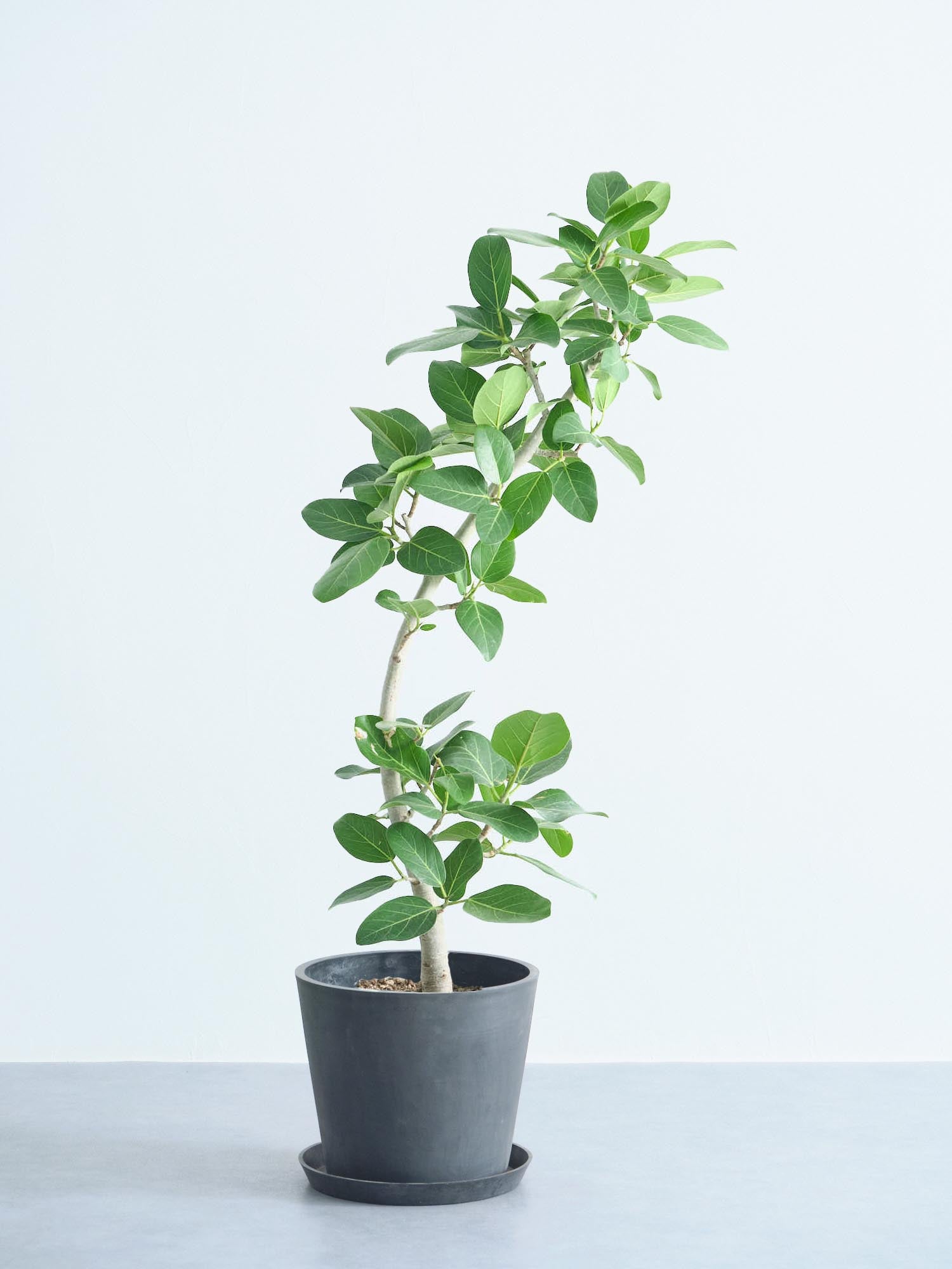 フィカス・ベンガレンシス カーブ L | 観葉植物の通販 AND PLANTS