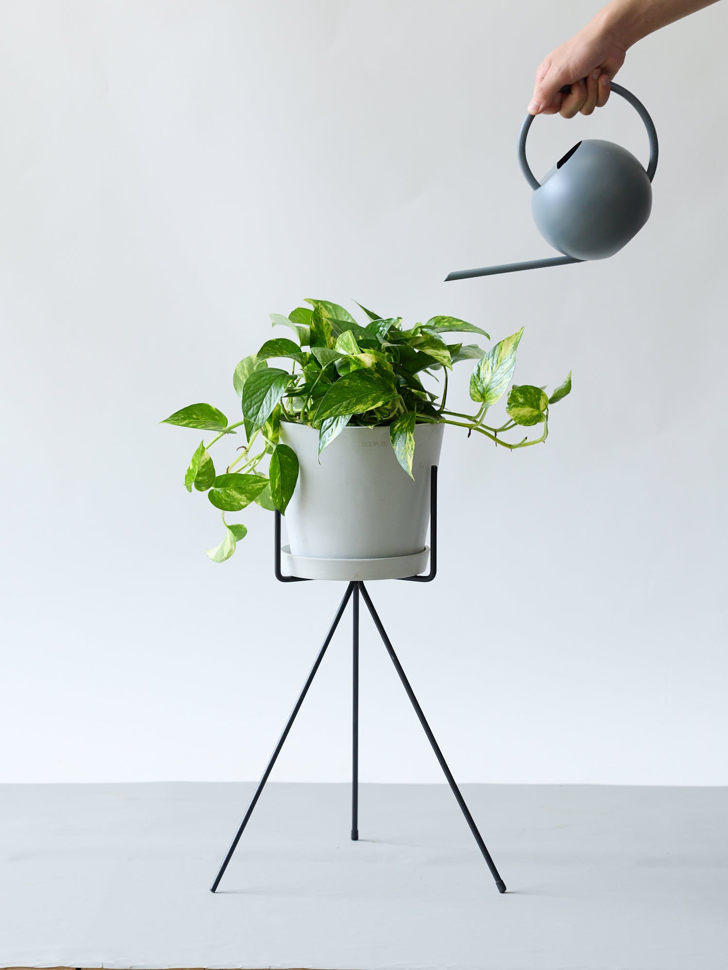 ポトス・ゴールデン S | 観葉植物の通販 AND PLANTS (アンドプランツ)