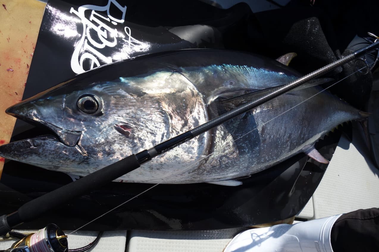 290kgの超大型クロマグロの実績を持つBIG TUNA 76 JAPAN SPと2024NEW