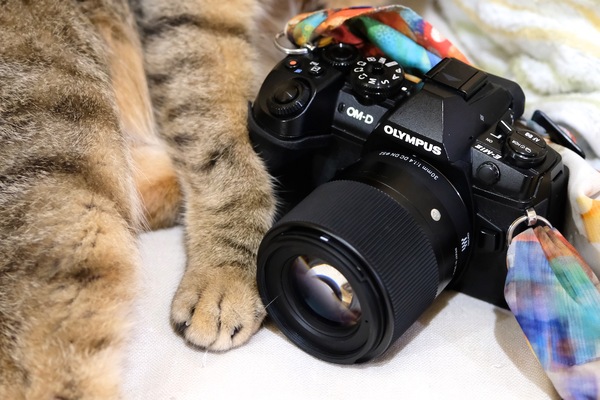 ASCII.jp：勢いで買ったシグマのレンズ「30mm F1.4 DC DN」で猫を撮る