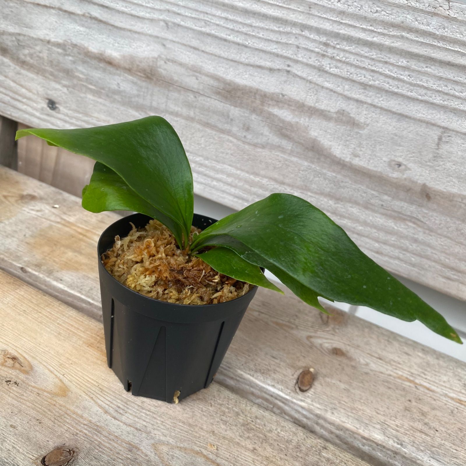 P. Flamenco（hillii x coronarium）TC ビカクシダ - メルカリ