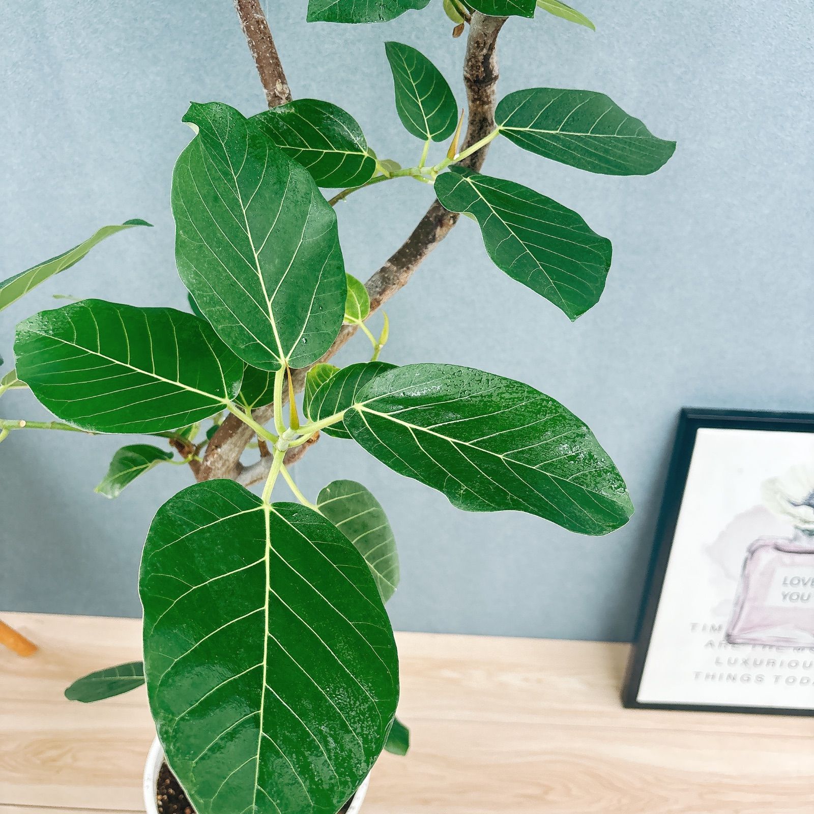 現品］【希少】S フィカス グランディス 曲がり 8号 観葉植物 室内