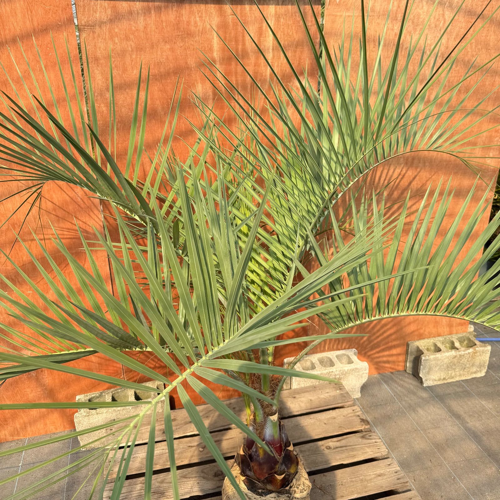 お庭がリゾートに🌴ココスヤシ【幹太60cm／葉先160cm】シルバーリーフ