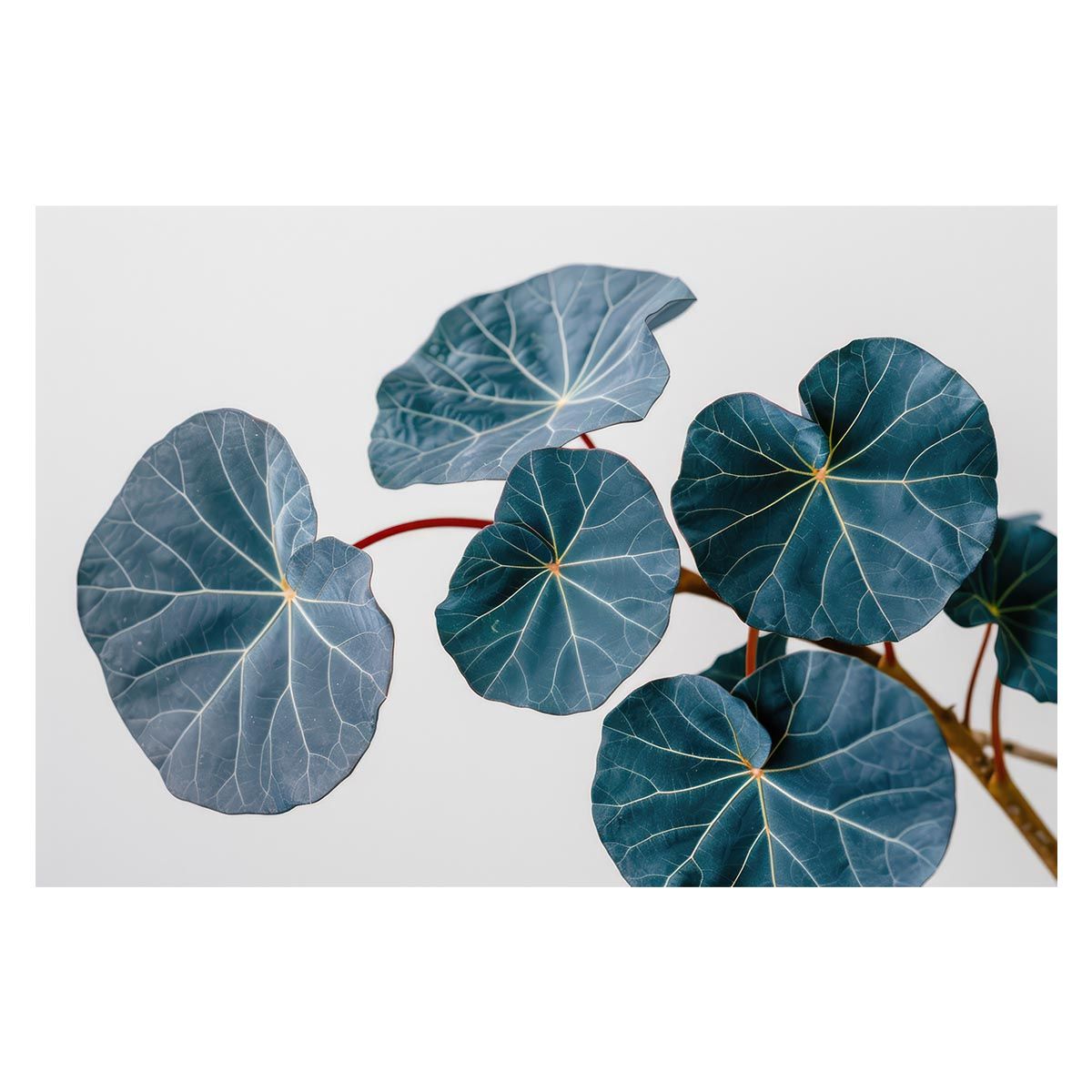 抱き枕カバー・シーツ(キャラクター) ヴィクトル・ニキフォロフ